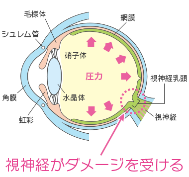 眼球断面図と各部名称