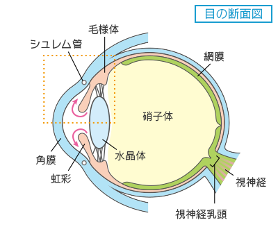 目の断面図